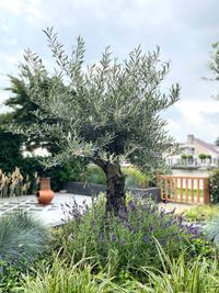 olijfboom in verhoogde border - Roots tuinontwerp &amp; advies 